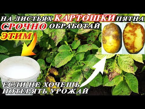 Видео: ФИТОФТОРА ПОГИБНЕТ МГНОВЕННО! Супер эффективное средство для лечения фитофторы! Срочно обработай ИМ!