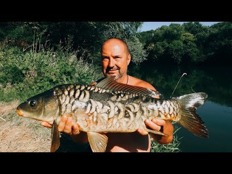 Видео: КРАСИВИЯТ ШАРАН...