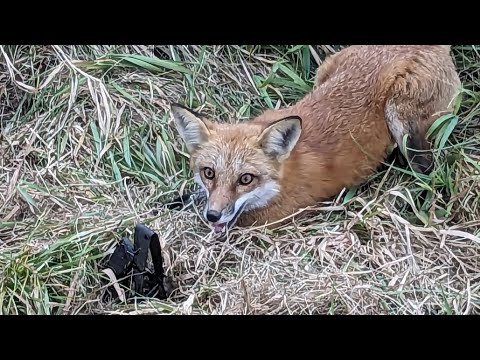 Видео: Набор Red Fox Step Down Dirt Hole. #billingsleybrandlures #trapper