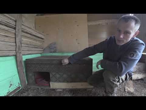 Видео: Щенки ЗСЛ для охоты