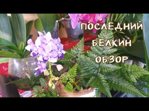 Видео: Полный Майский Обзор Цветов. Тропики Дома, Влажность 77% и все-все-все.