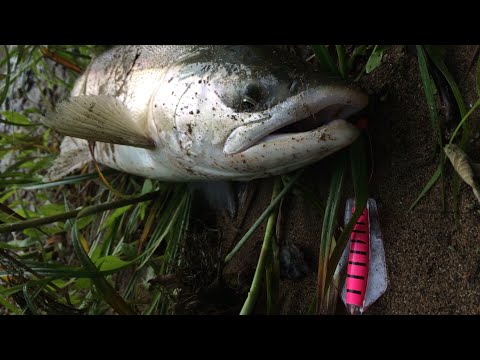 Видео: Приманка на лососей-TASMANIAN DEVIL.