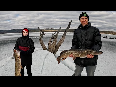 Видео: ЖЕРЛИЦЫ ПО ПОСЛЕДНЕМУ ЛЬДУ. УПЛЫЛИ НА СОБАКЕ!