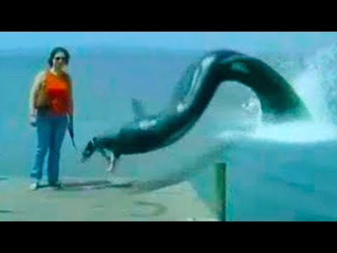 Видео: Взгляните На Самые Жуткие и Странные Вещи в Бразилии, Снятые на Камеру