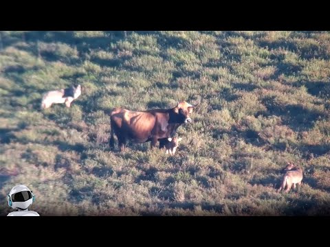 Видео: Волки Окружили Корову / Битвы Животных Снятые на Камеру