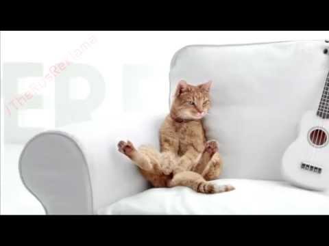Видео: Реклама Perfect Fit In-Home (Перфект фит) Кот "Могу но не хочу"