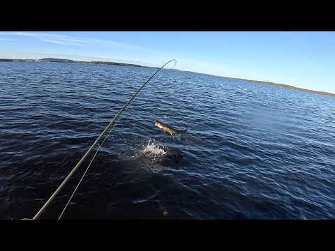 Видео: ЛУЧШАЯ РЫБАЛКА СЕЗОНА!?!?!? ЩУЧЬЕ ЭЛЬДОРАДО!! 2 ЧАСА- 5 ЩУК!! ОСЕНЬ-СЕЗОН ТРОФЕЕВ!#fishing #рыбалка
