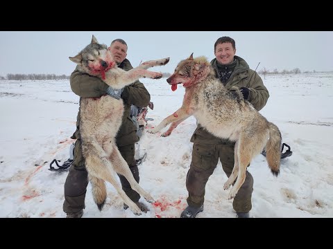 Видео: ОДНИХ УПУСТИЛИ ДРУГИХ ЗАБРАЛИ! охота на волков hunting wolves