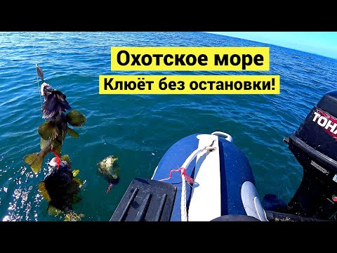 Видео: Штилевое Охотское море. Клюёт без остановки!