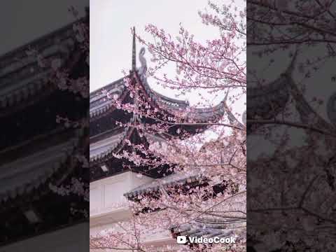 Видео: Asmr✨️⛩️факты о синтоизме.