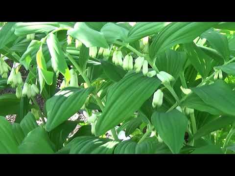 Видео: СОЛОМОНОВА ПЕЧАТЬ - она же КУПЕНА