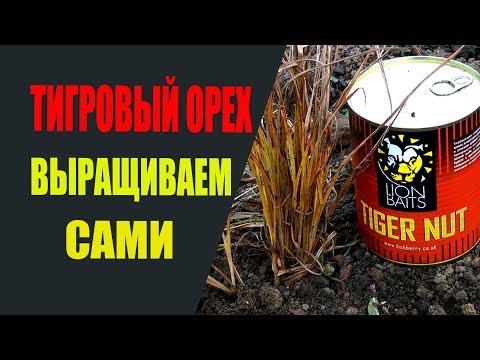 Видео: Тигровый орех, чуфа для рыбной ловли. Выращиваем сами.