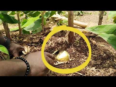 Видео: Как получить 500 отростков плантана/банана от одного родительского растения в течение 8 месяцев