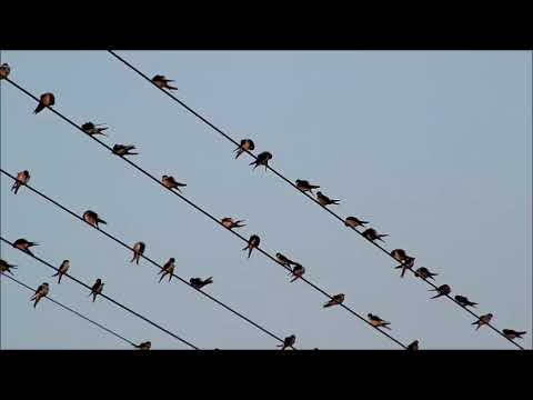 Видео: Майчина сълза