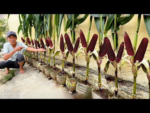 Видео: Выращивайте кукурузу дома: этот метод одновременно простой и эффективный.