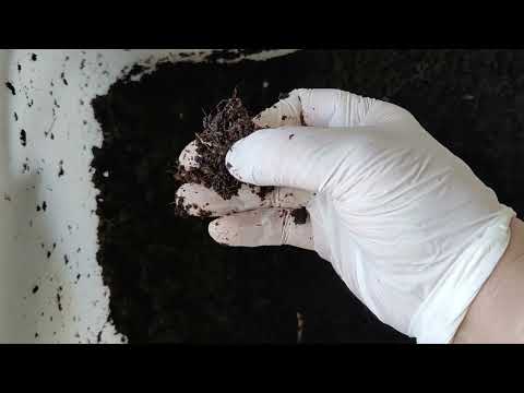 Видео: 12 Компостный червь в квартире. Мальки в контейнере. Количество калифорнийцев растет!