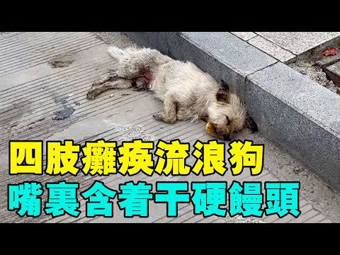 Видео: Женщина помогла парализованной бродячей собаке, которая стала красивой домашней собакой.