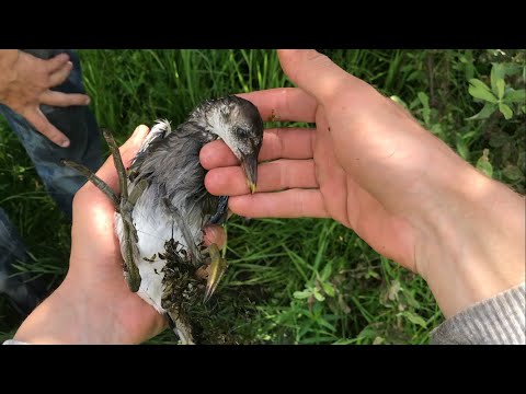 Видео: РЫБАЛКА СОВОЛКАМИ В ЗАГОНКУ!