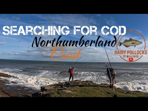 Видео: РЫБАЛКА С БЕРЕГА | В поисках трески с Арни | Побережье Нортумберленда | Морская рыбалка |