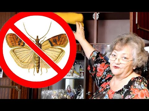 Видео: Что делать чтобы не заводилась моль - Я так делала всю жизнь! ПРОВЕРЕНО!