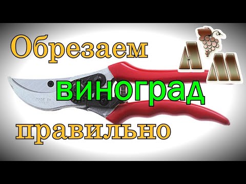 Видео: 🍇 Некоторые важные тонкости обрезки винограда. Техника обрезки