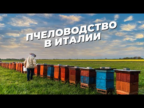 Видео: Пчеловодство в Италии. Сколько приносит продажа меда?