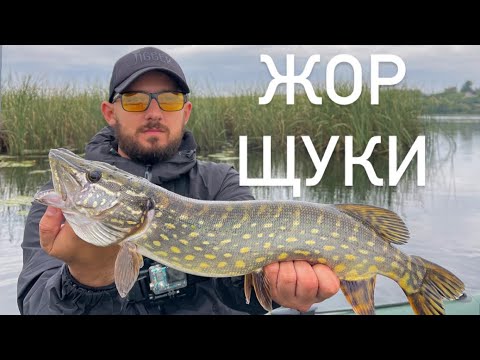 Видео: Справжня РОЗДАЧА ЩУКИ. Івачів.