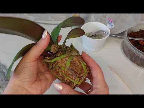 Видео: ПОСАДКА ОРХИДЕИ "ЧЁРНЫЙ МРАМОР" (азиатский подросток размер 2,5)