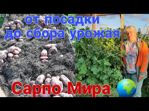 Видео: Картофель от посадки, до сбора урожая!!!