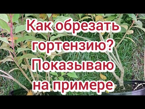 Видео: Обрезка гортензии. Для новичков. 