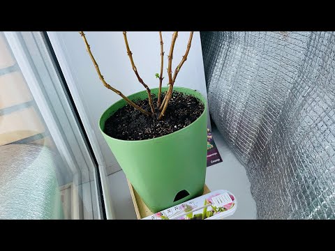 Видео: ФУКСИЯ. Зимовка на окне. Февраль: обрезка, перевалка.