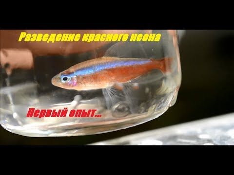 Видео: Красный неон. Разведение