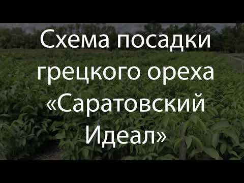 Видео: Саженцы зимостойкого грецкого ореха "Саратовский Идеал"