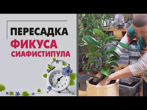 Видео: Фикус Сиафистипула - еще один необычный фикус. Пересадка комнатного растения легко и быстро.