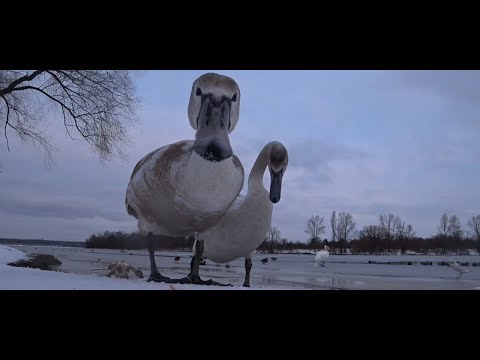 Видео: #зимняярыбалка#заливднепра#  Городской залив Днепра. Ловля капризной плотвы в глухозимье.