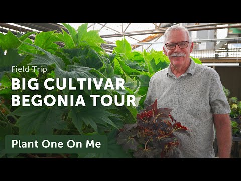 Видео: ТУР ПО БОЛЕЕ 40 СОРТАМ БЕГОНИИ в Ботаническом саду Форт-Уэрта — Эп. 290