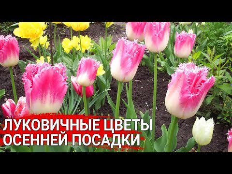 Видео: Луковичные цветы осенней посадки