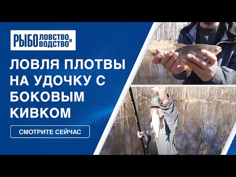 Видео: Ловля плотвы в корягах на мормышку и удочку с боковым кивком