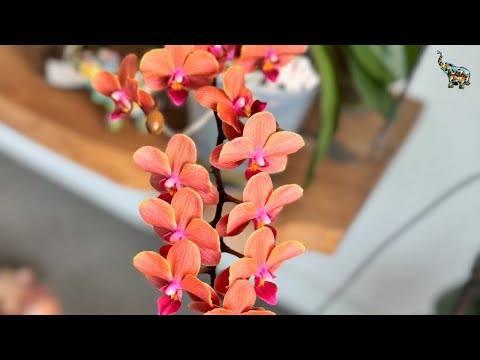 Видео: Орхоболталка , как адаптировались новые орхидеи ? #orchid #phal #орхомания #growingorchids