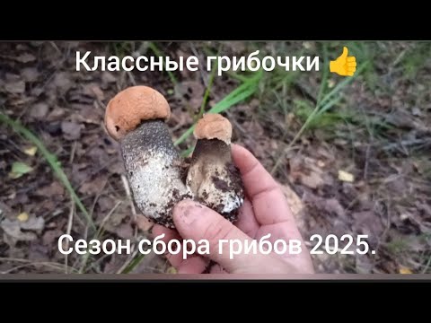 Видео: Сезон сбора грибов 2025 - классные грибочки 👍