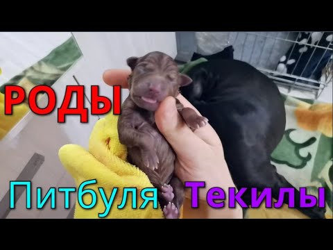 Видео: 18+ Роды питбуля Текилы 19.01.2021. 11 щенков питбуля!