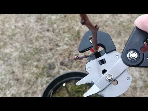 Видео: Прививка груши прививочный секатором