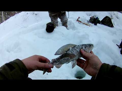 Видео: рыбалка на хариуса в феврале