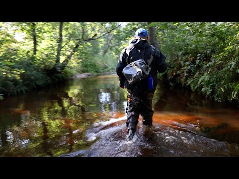 Видео: За форелью по рекам Ленинградской области. Рыбалка на форель.