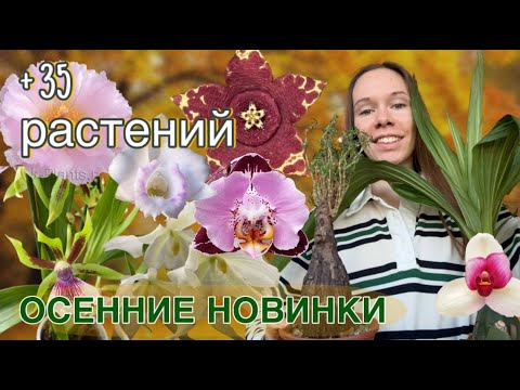 Видео: Что я купила этой осенью 🌿 Обзор экзотических новинок и орхидей