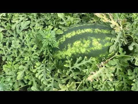 Видео: Сдаём Арбуз Мирсини ( Сингента) на фуру