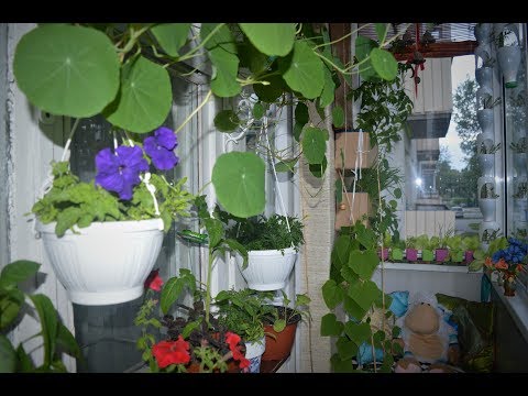 Видео: Огород на моем балконе в июне 2018г. Ну очень маленький балкон и 13 видов съедобных растений.))