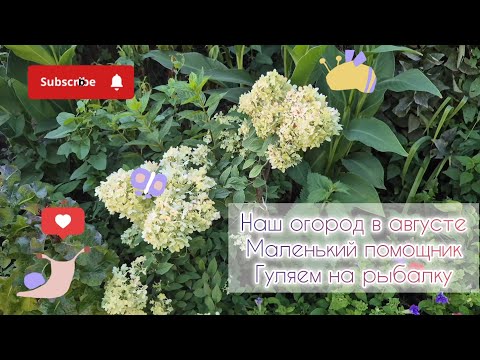 Видео: Наш огород в августе🌻Маленький помощник🧒Гуляем на рыбалку🐠
