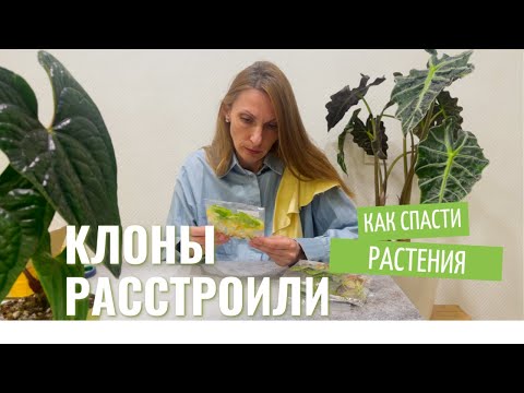 Видео: КЛОНЫ ПРИШЛИ В ПЛАЧЕВНОМ СОСТОЯНИИ | ПОПОЛНЕНИЕ моей КОЛЛЕКЦИИ ВАРИЕГАТНЫХ АЛОКАЗИЙ и МОНСТЕР.