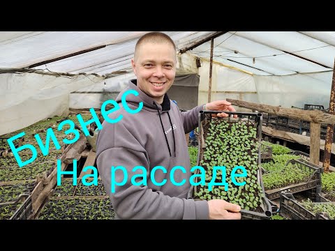 Видео: Брокколи.Простой парень покажет как пикируем рассаду, для начинающих . Business 💵💲